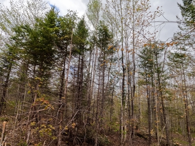 100+ Acres in Northern Maine - image 15