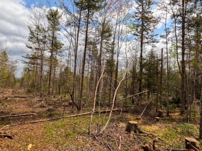100+ Acres in Northern Maine - image 12