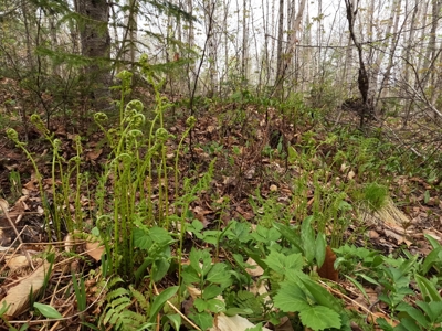 100+ Acres in Northern Maine - image 20