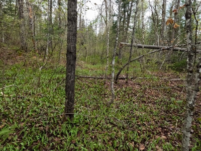 100+ Acres in Northern Maine - image 30