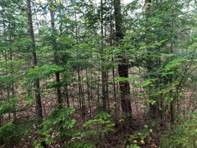 100+ Acres in Northern Maine - image 24