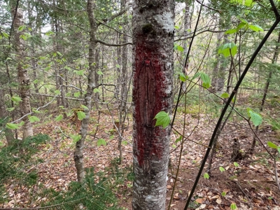 100+ Acres in Northern Maine - image 23