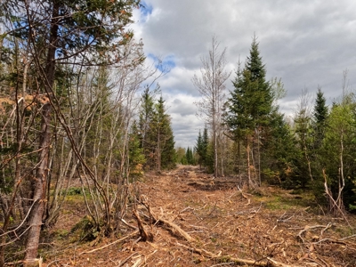 100+ Acres in Northern Maine - image 8
