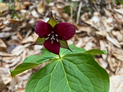 100+ Acres in Northern Maine - image 35