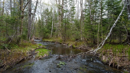 100+ Acres in Northern Maine - image 5
