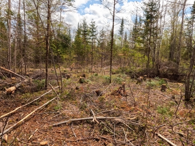 100+ Acres in Northern Maine - image 13