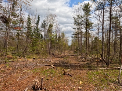 100+ Acres in Northern Maine - image 11