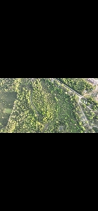 80 Acres Of Timberland In Selma Alabama - image 7