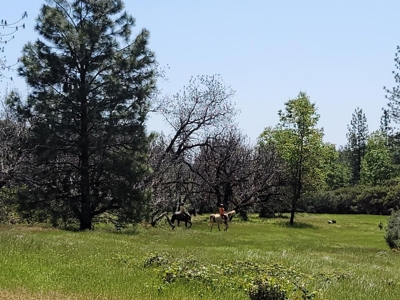 El Dorado County, California Land For Sale - image 2
