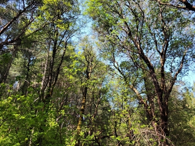 El Dorado County, California Land For Sale - image 21