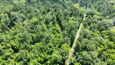 Timber & Hunting Land for Sale Jacksonville TX Cherokee Co - image 12