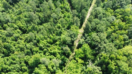 Timber & Hunting Land for Sale Jacksonville TX Cherokee Co - image 11
