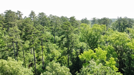 Timber & Hunting Land for Sale Jacksonville TX Cherokee Co - image 6