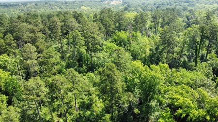 Timber & Hunting Land for Sale Jacksonville TX Cherokee Co - image 22