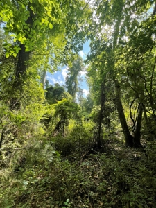 Timber & Hunting Land for Sale Jacksonville TX Cherokee Co - image 2