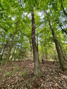 Timber & Hunting Land for Sale Jacksonville TX Cherokee Co - image 3