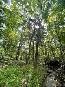 Timber & Hunting Land for Sale Jacksonville TX Cherokee Co - image 21