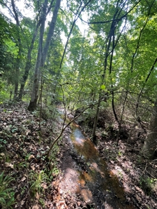 Timber & Hunting Land for Sale Jacksonville TX Cherokee Co - image 1