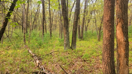 138+/- Wooded Turn-Key Acres Monroe County - image 32