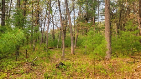 138+/- Wooded Turn-Key Acres Monroe County - image 31