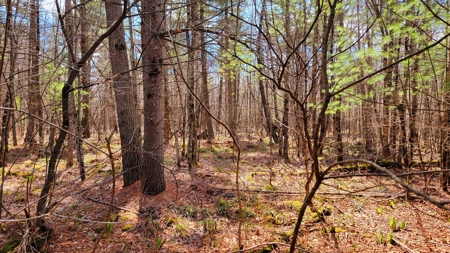 138+/- Wooded Turn-Key Acres Monroe County - image 22