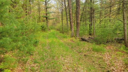 138+/- Wooded Turn-Key Acres Monroe County - image 29