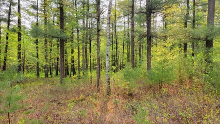 138+/- Wooded Turn-Key Acres Monroe County - image 39