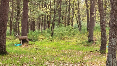 138+/- Wooded Turn-Key Acres Monroe County - image 36
