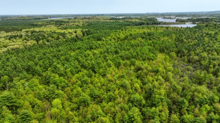 138+/- Wooded Turn-Key Acres Monroe County - image 3