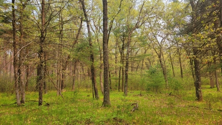 138+/- Wooded Turn-Key Acres Monroe County - image 37