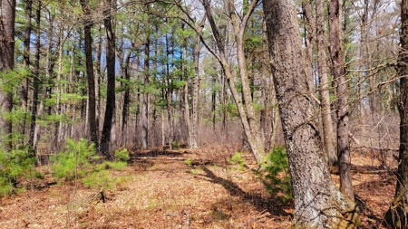 138+/- Wooded Turn-Key Acres Monroe County - image 24