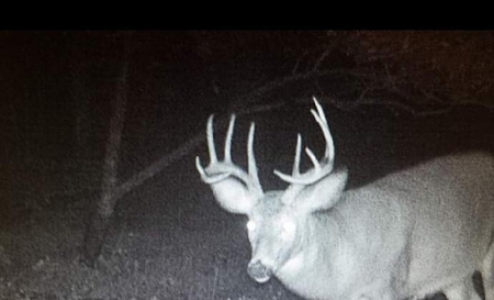 138+/- Wooded Turn-Key Acres Monroe County - image 11