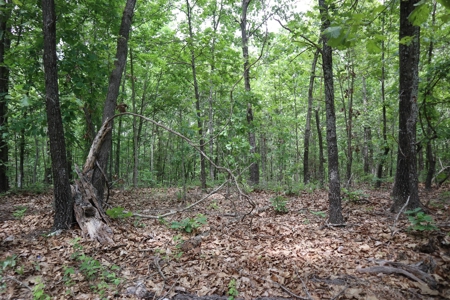 Acreage Near Ash Flat Arkansas - image 11