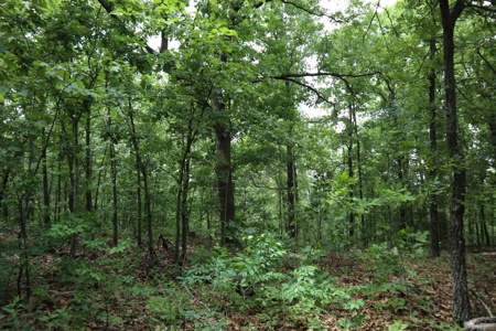 Acreage Near Ash Flat Arkansas - image 5