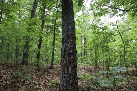 Acreage Near Ash Flat Arkansas - image 16
