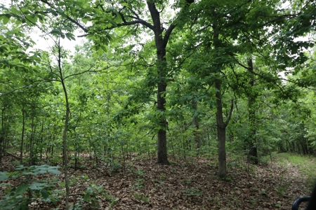 Acreage Near Ash Flat Arkansas - image 15