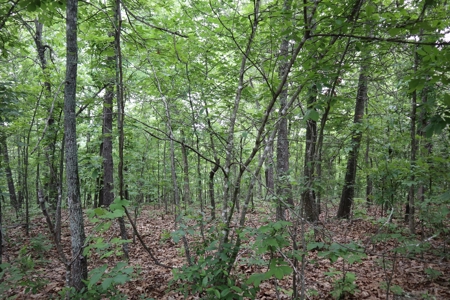 Acreage Near Ash Flat Arkansas - image 17