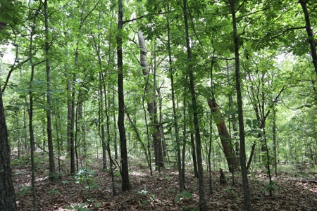 Acreage Near Ash Flat Arkansas - image 12