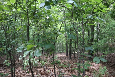 Acreage Near Ash Flat Arkansas - image 10