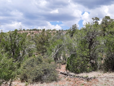 Secluded 5 acre Northern Arizona off grid mountain property - image 6
