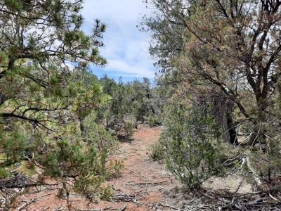 Secluded 5 acre Northern Arizona off grid mountain property - image 1
