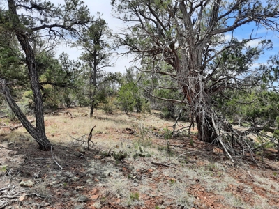 Secluded 5 acre Northern Arizona off grid mountain property - image 4