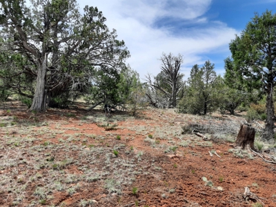 Secluded 5 acre Northern Arizona off grid mountain property - image 11