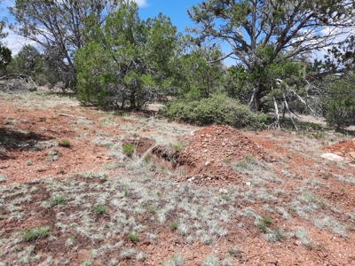 Secluded 5 acre Northern Arizona off grid mountain property - image 10
