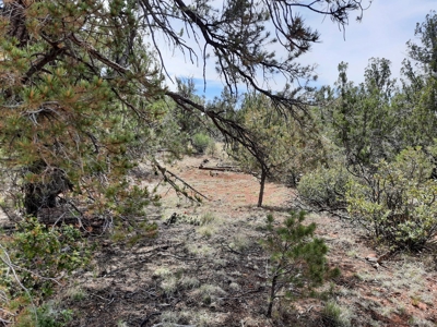 Secluded 5 acre Northern Arizona off grid mountain property - image 3
