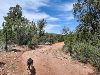 Secluded 5 acre Northern Arizona off grid mountain property - image 2