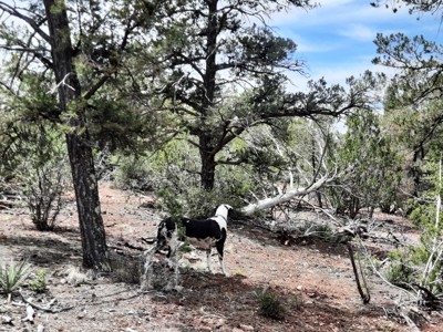 Secluded 5 acre Northern Arizona off grid mountain property - image 9