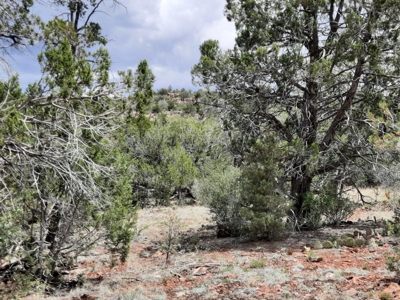 Secluded 5 acre Northern Arizona off grid mountain property - image 7