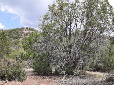 Secluded 5 acre Northern Arizona off grid mountain property - image 14