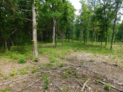 Acreage With Mountain Views For Sale in Newton County - image 5